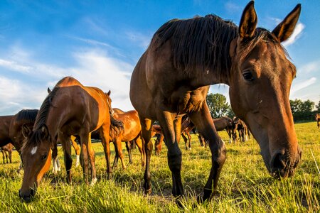 Nature pasture foal