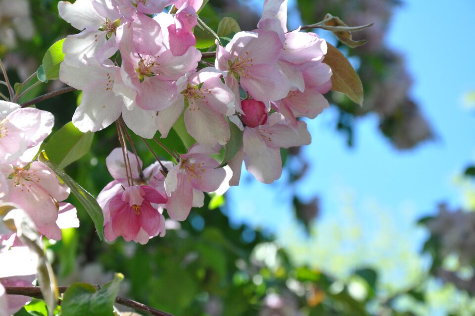 Pink flowers plant branch