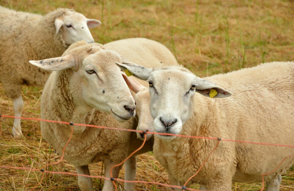 Wool agriculture cattle breeding