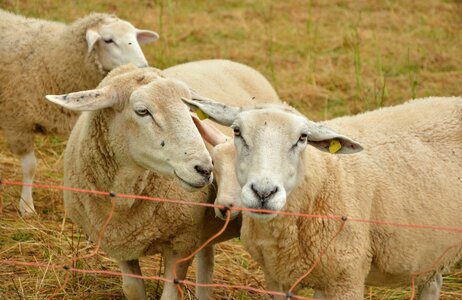Wool agriculture cattle breeding