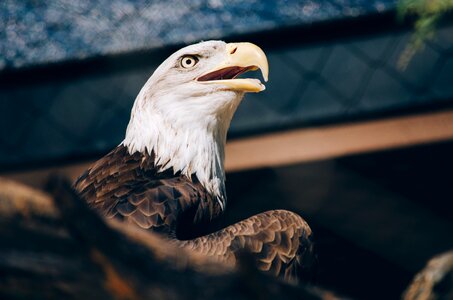 Beak raptor bald eagle