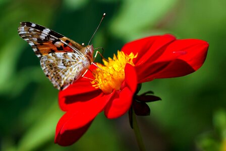 Flowers flower garden photo