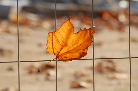 Leaf grid platano