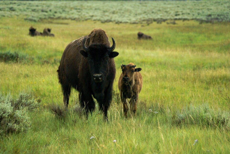 Buffalo wildlife animal