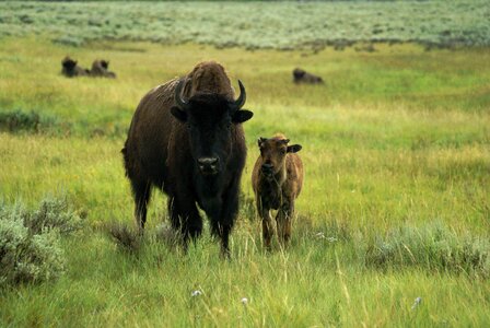 Buffalo wildlife animal