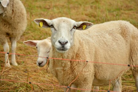 Wool agriculture cattle breeding