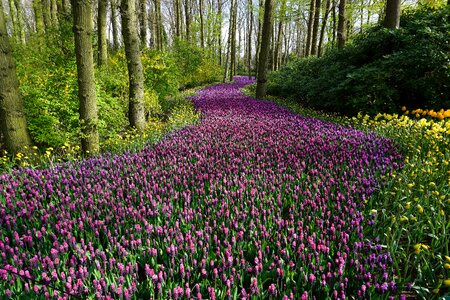 Away plant blossom photo