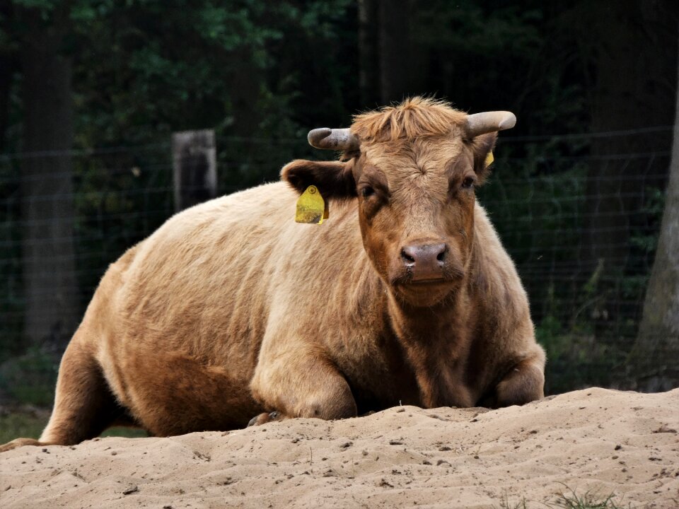 Sand domestic cattle concerns