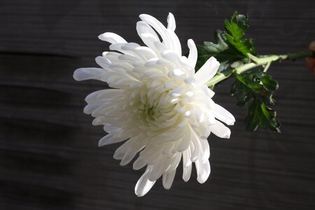 Article grief white