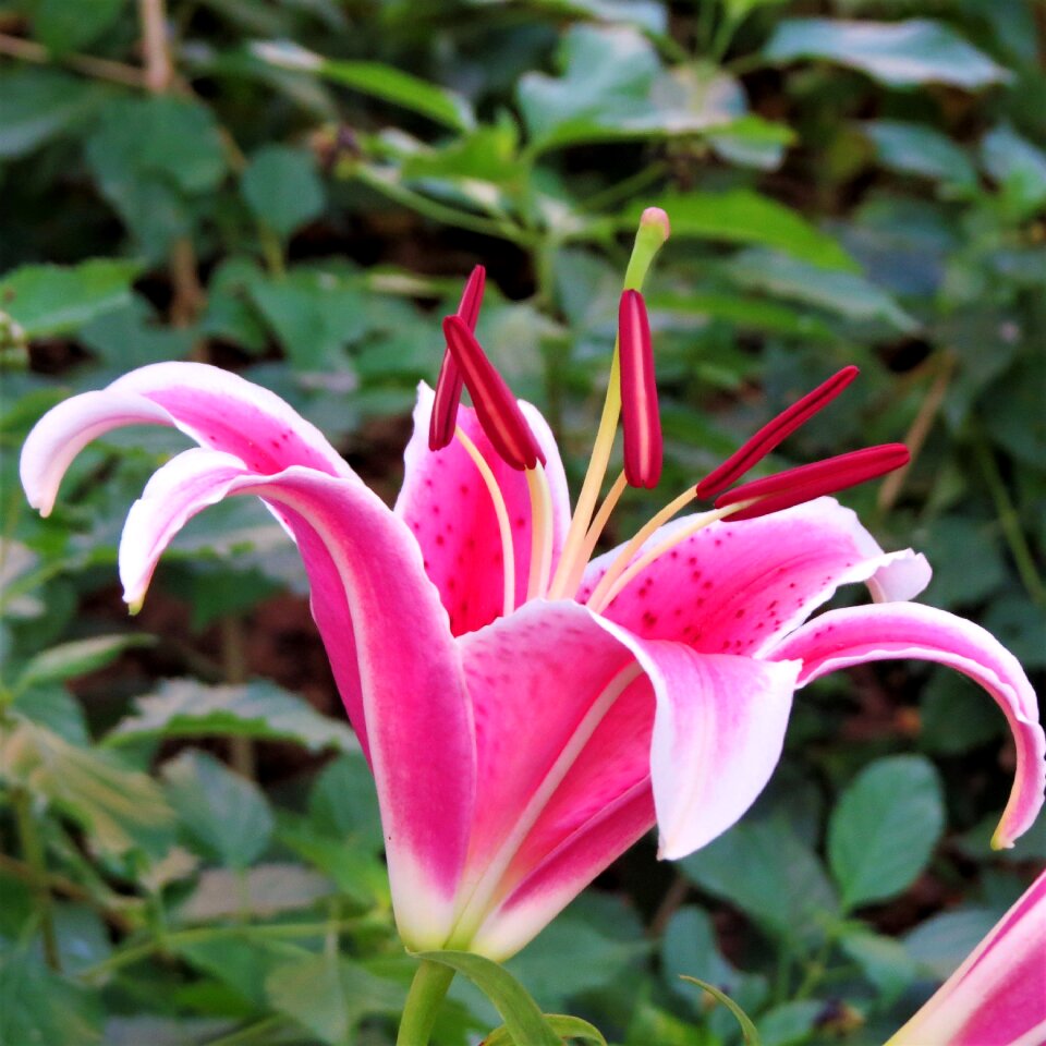 Pink and purple flower lilly green
