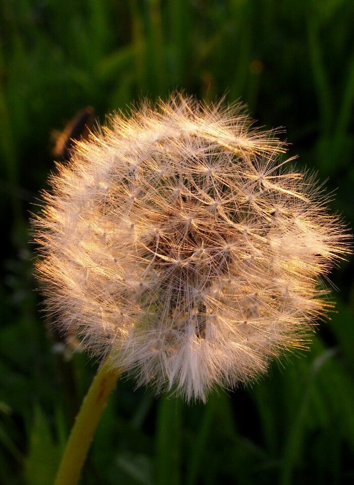 Seeds meadow wild plant