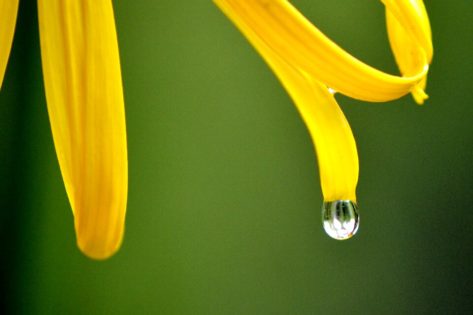 Rain wet nature