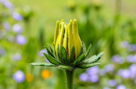 Yellow spring summer flower photo