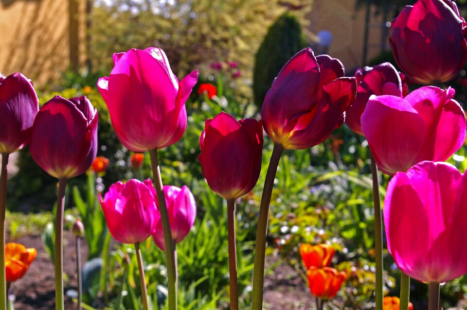 Flower spring nature