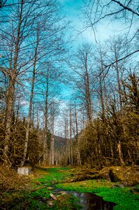 Nature tree mountain