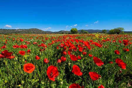 Beauty field red photo