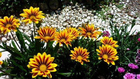 German flower golden yellow a sunny location