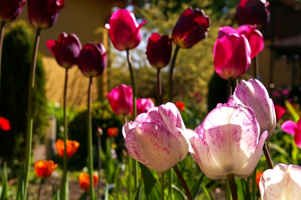 Flower spring nature