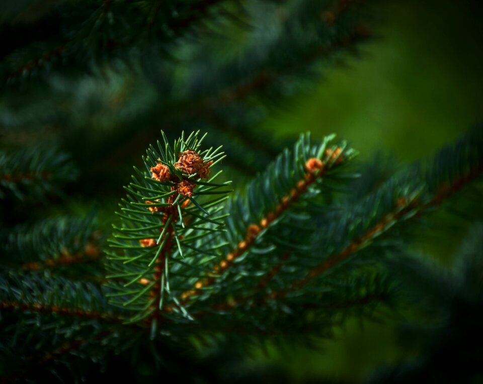 Forest green pine