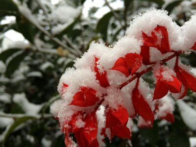 Snowflake plant color