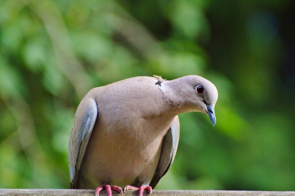City pigeon foraging poultry