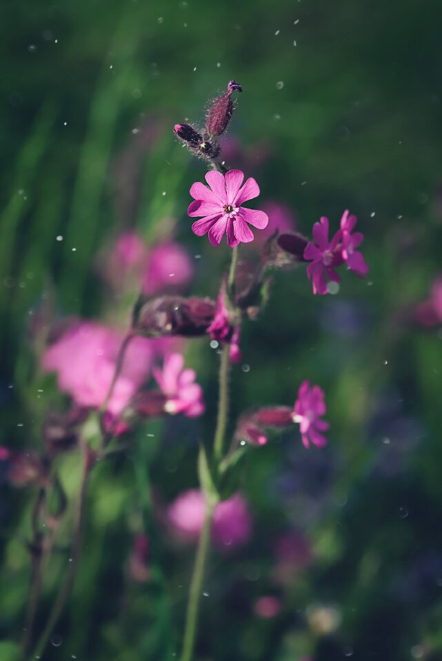 Bloom pink pink flower
