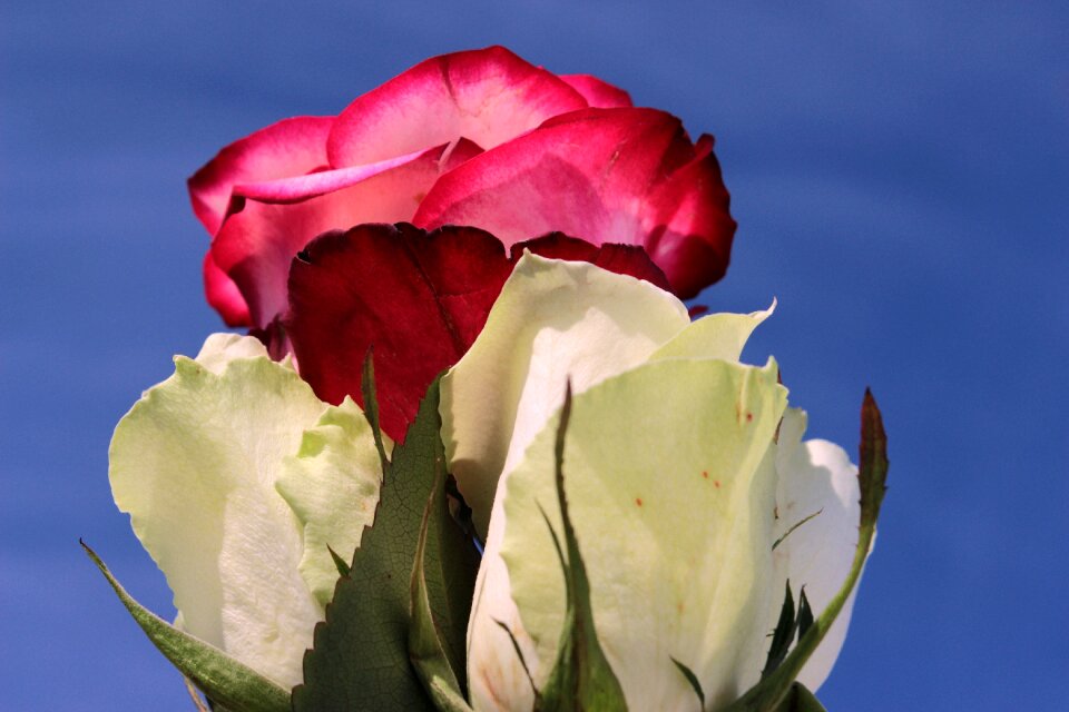 Pink roses flowers love