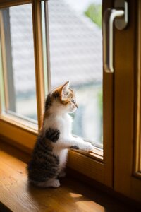 Window sad scratch