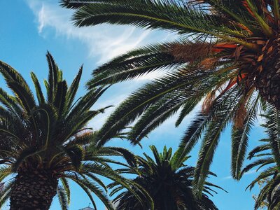 Leaves palm tree palm trees photo