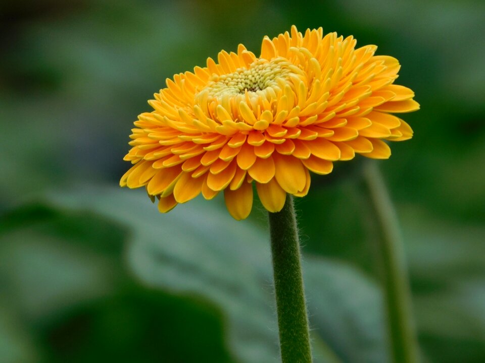 Yellow orange macro