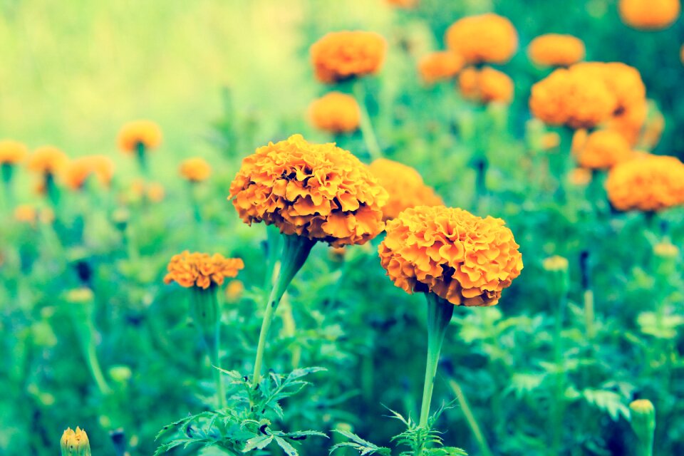 Flower flower garden orange flower
