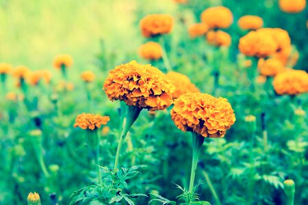 Flower flower garden orange flower