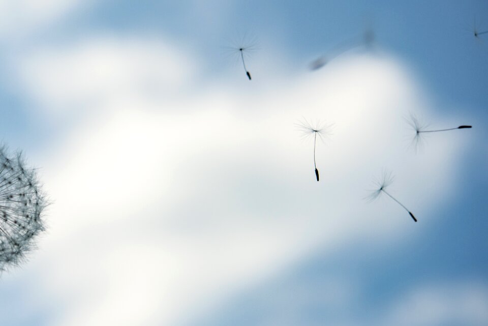 Flying summer wind