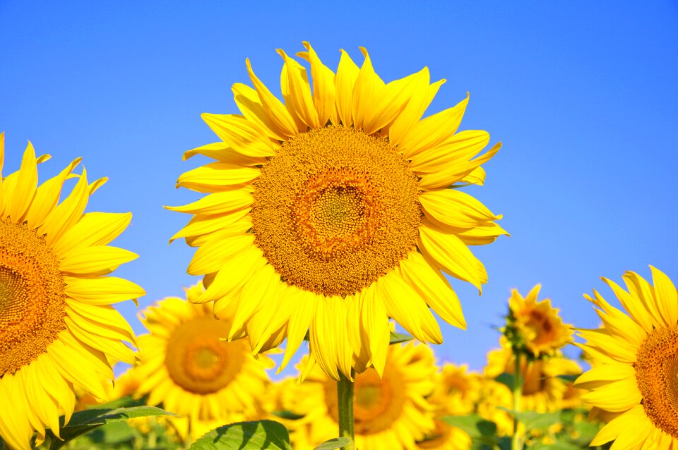 Yellow flower summer plants