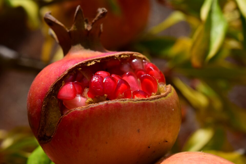 Fruit food vitamins