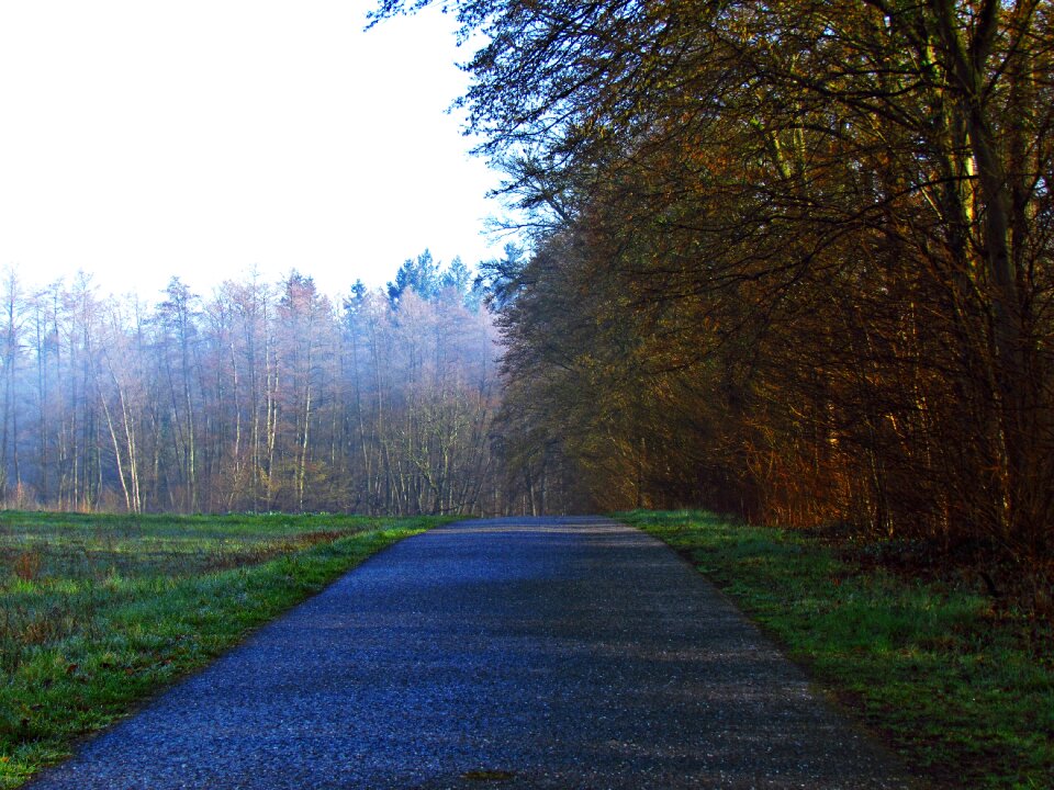 The fog tree landscape