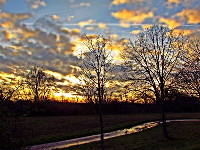 Tree sky nature photo