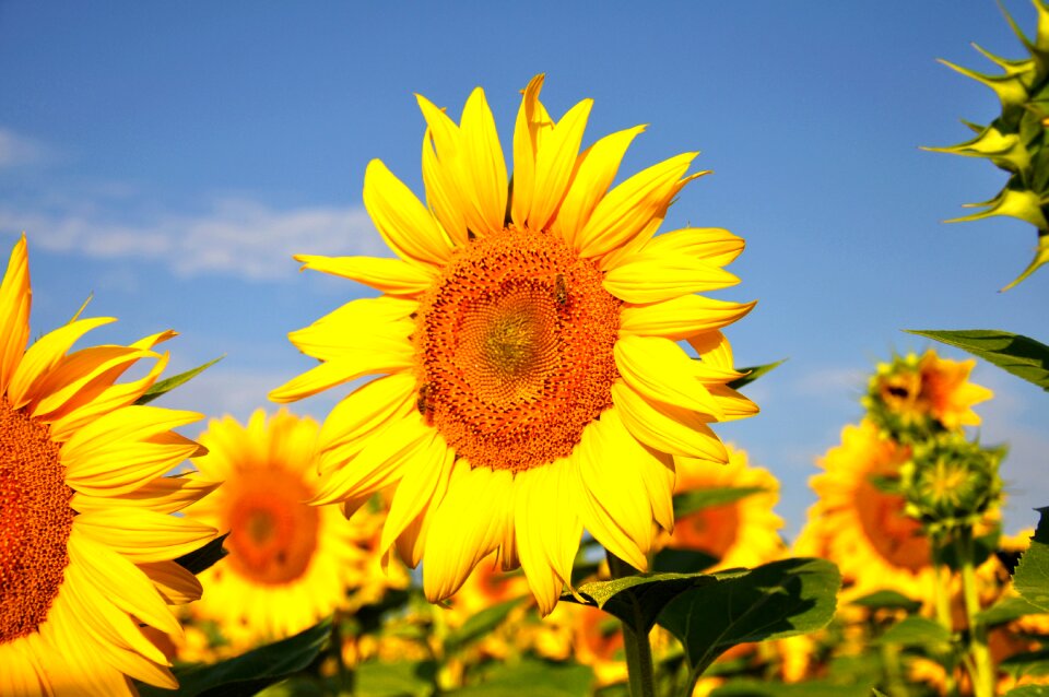 Yellow flower summer plants photo