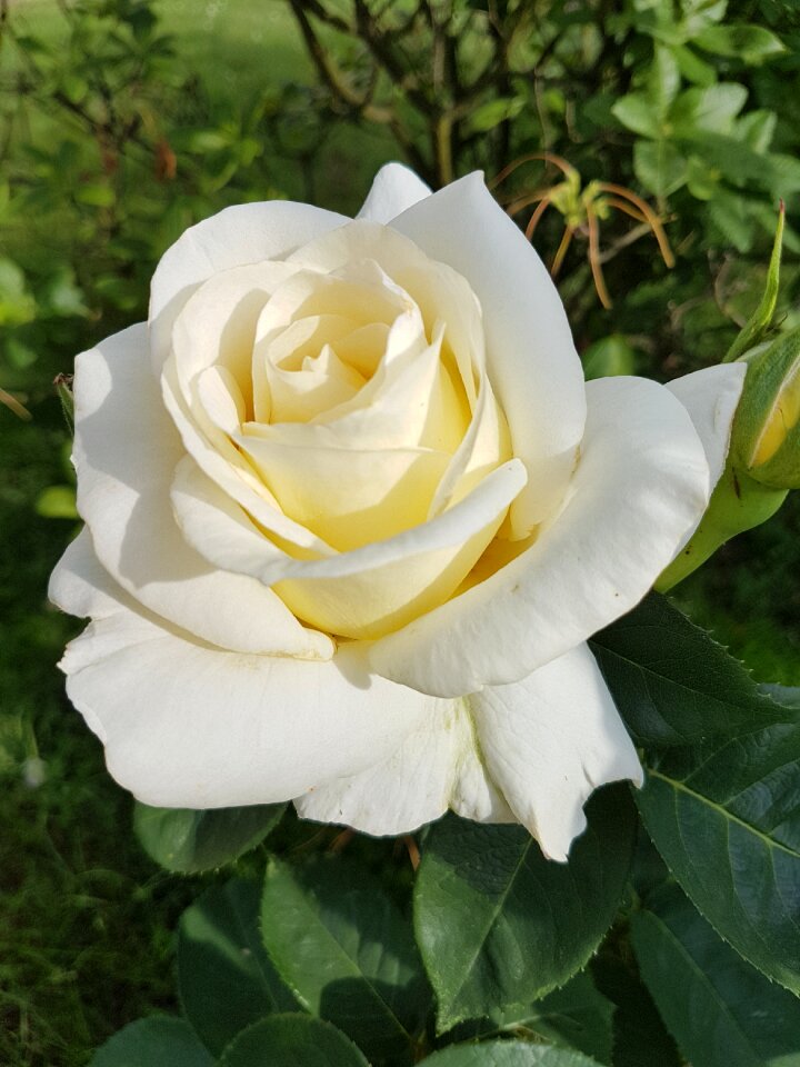 Rose white rose flowers