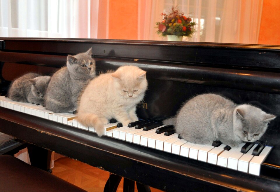 Kitten pets music