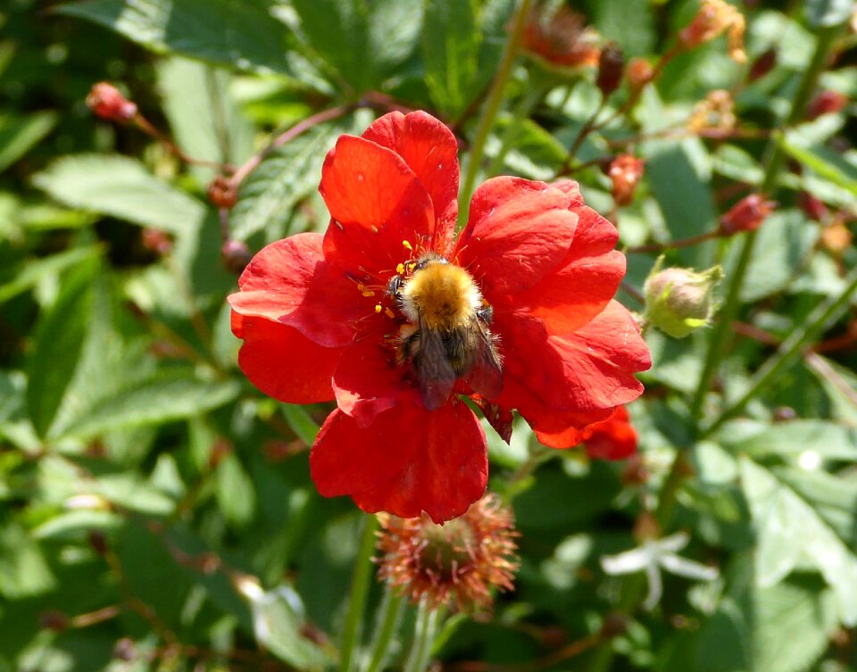 Red bee on flower ornamental garden