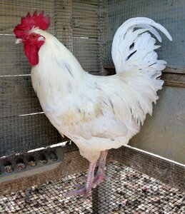 Bird white leghorn