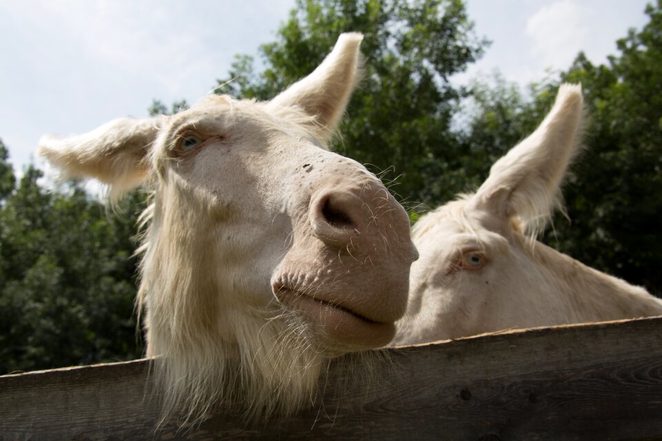 Donkey white pannonia