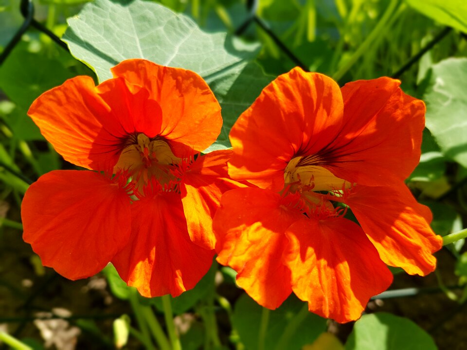 Nasturtium flowers summer