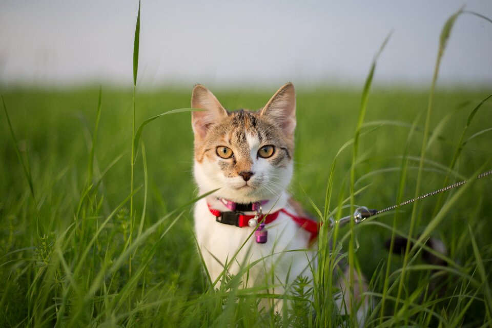 Meadow curious leash