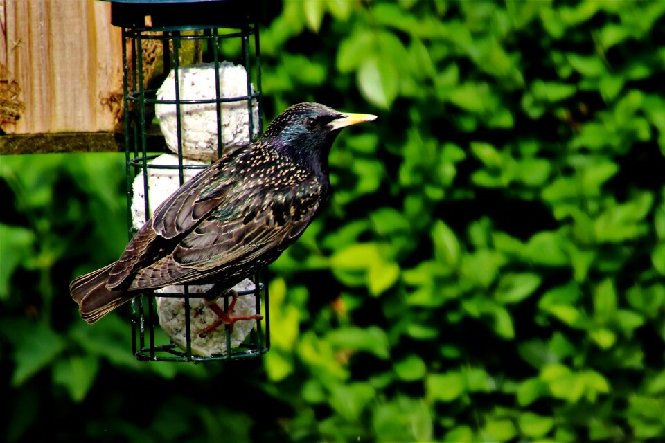 Spring wildbird animal