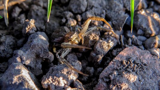 Insect animal garden