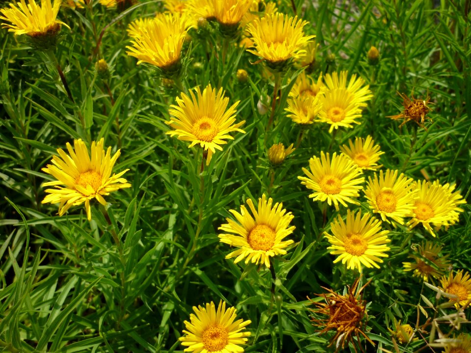 Flowers yellow park-meadow