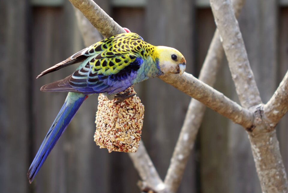 Background beak bird