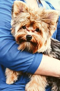 Small dog yorkshire terrier purebred dog photo